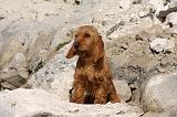 BASSET FAUVE DE BRETAGNE 082